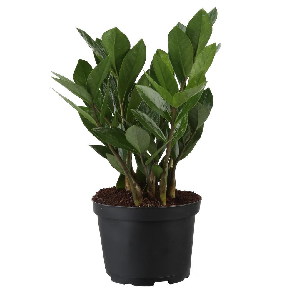Lively Root ZZ Plant