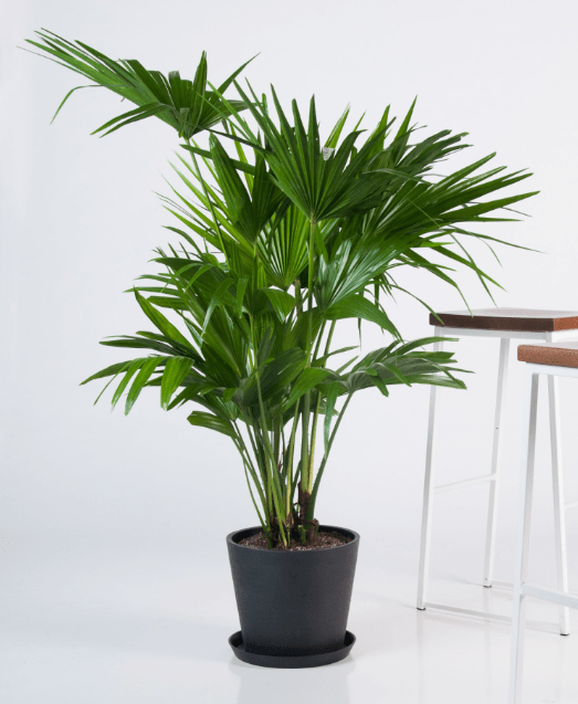 Extra-Large Chinese Fan Palm, 44-58 inches in EcoPot