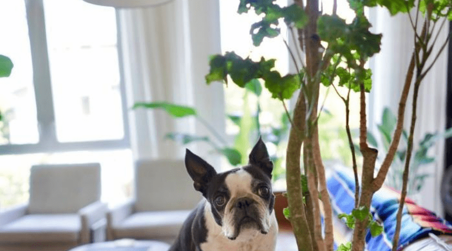 dog indoor tree cute pet safe guide 2020 horizontal