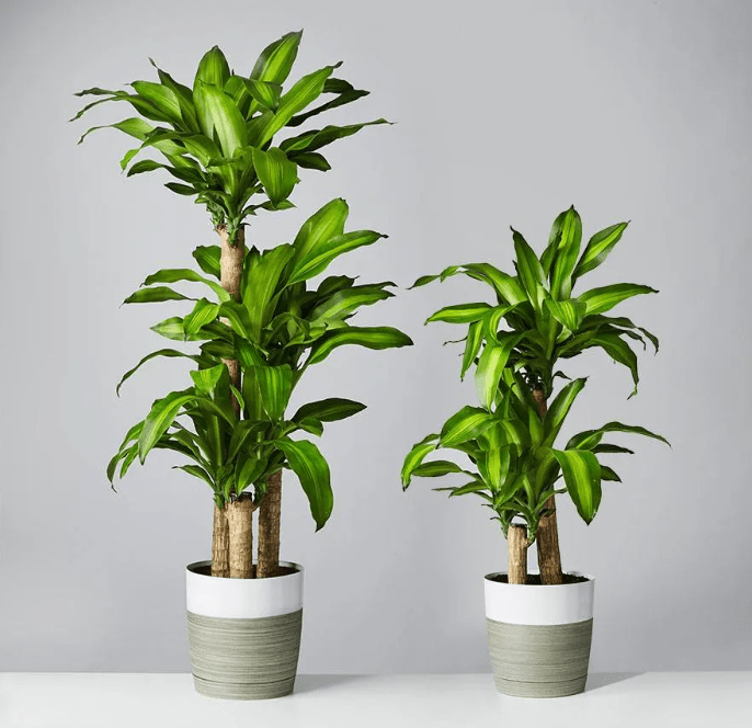 Buy Dracaena Mass Cane at Plants.com
