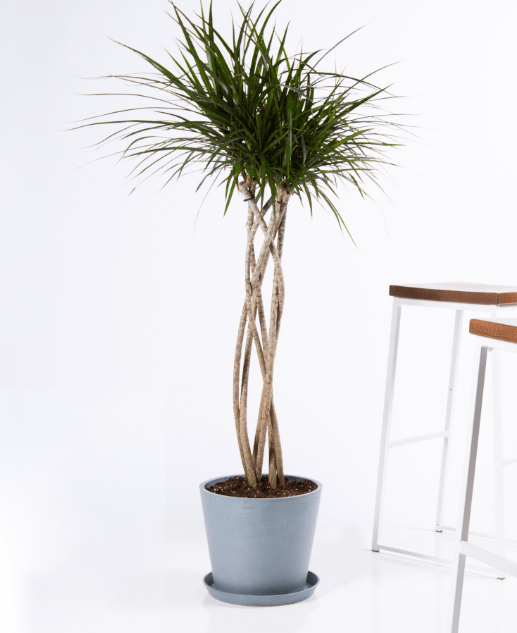 Hawaii-Grown Kentia Palm in 8-inch Growpot