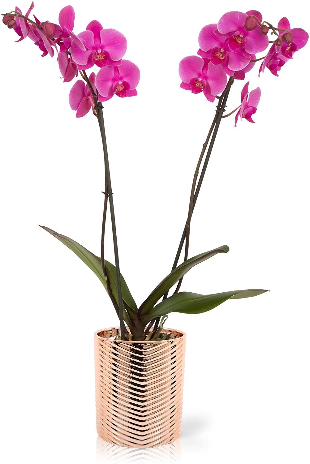 Color Orchids Live Blooming Double Stem - $$title$$