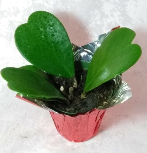 Sweetheart Plant
