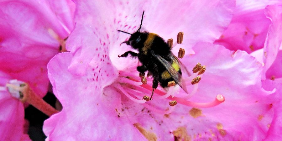 Close up of bee pollenating rhododendron