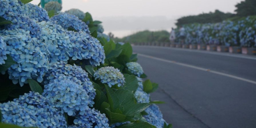 Blue Bigleaf Hydrangea next to a road.