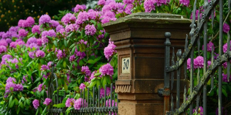 Rhododendron plants gathered around a front entry post