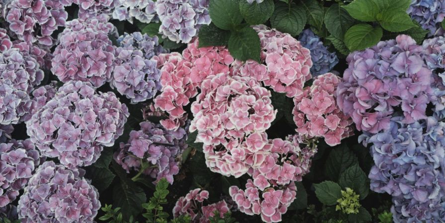 Hydrangea bush with many pink and purple flowers.