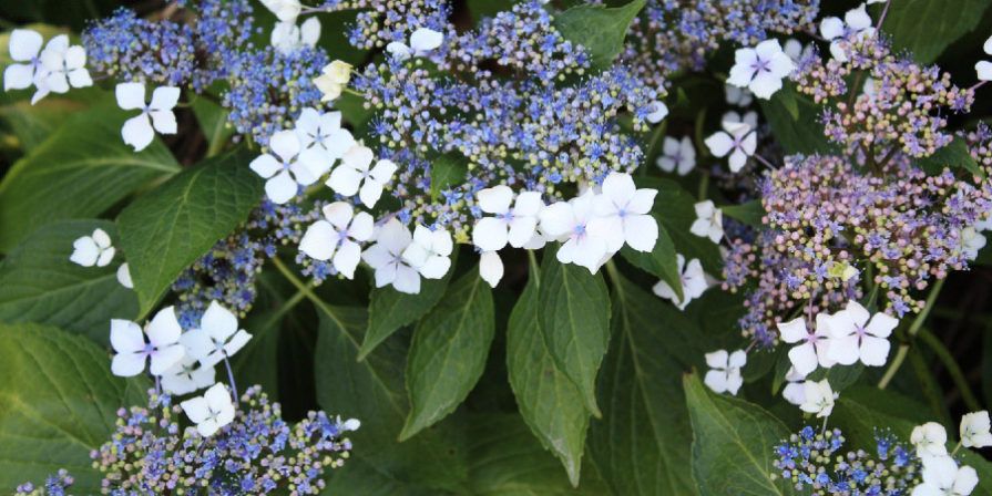 Panicle Hydrangea with white blossoms.