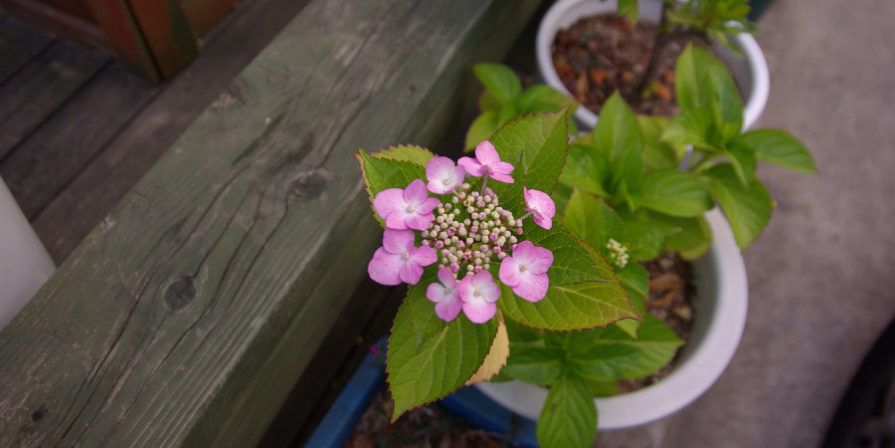 Small pink Hydrangea growing in a pot.