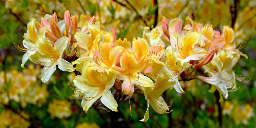 cluster of yellowish orange rhododendron flowers