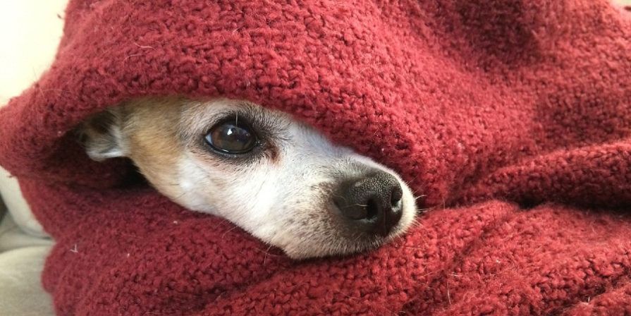 Dog snout and one eye peaking out of a cozy red blanket.