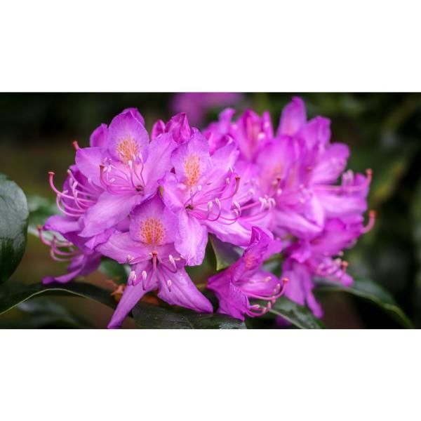 Rhododendron Plants from Home Depot