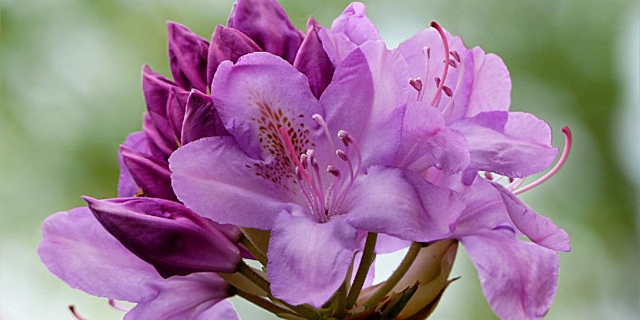 close up of light purple rhododendron flowers