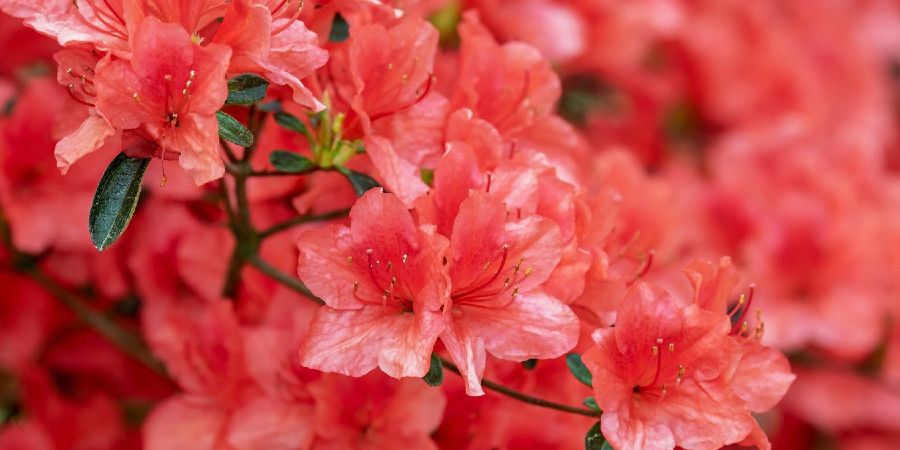 Close up of red azalea flowers