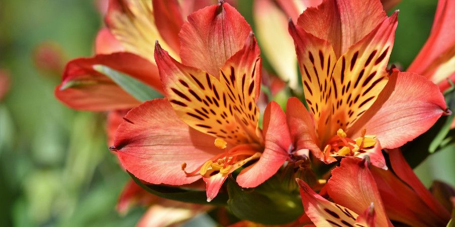 close up of rhododendron blossoms with dark red edges, yellow centers and dark spots