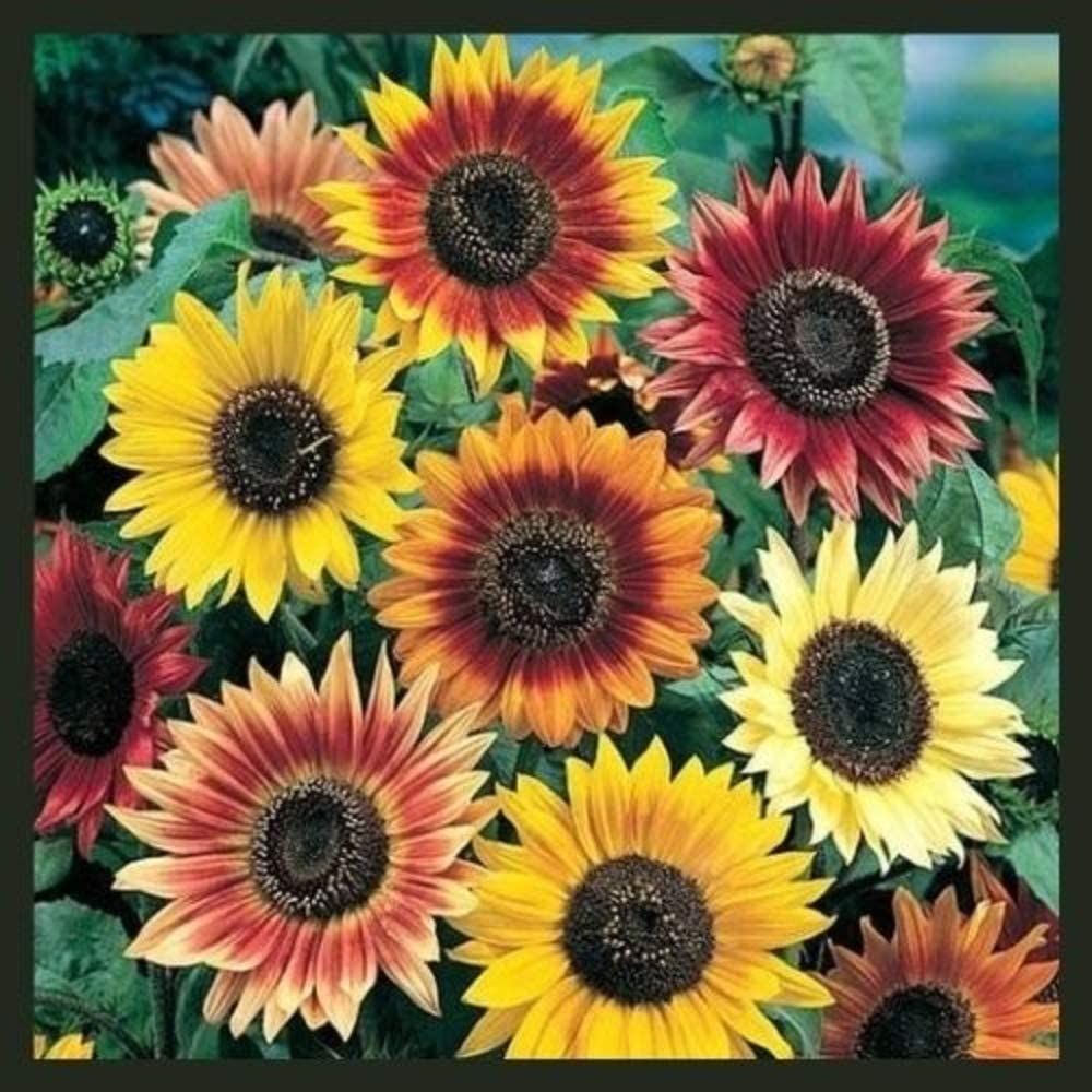 RattleFree Autumn Beauty Sunflower Seeds - $$title$$