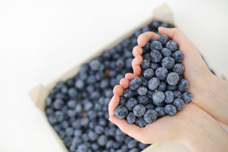 Harvested blueberries in hands above the basket