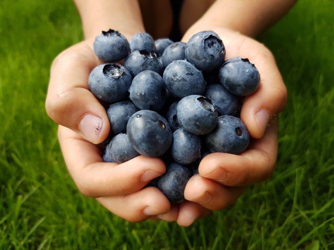 Hands full of fresh blueberries