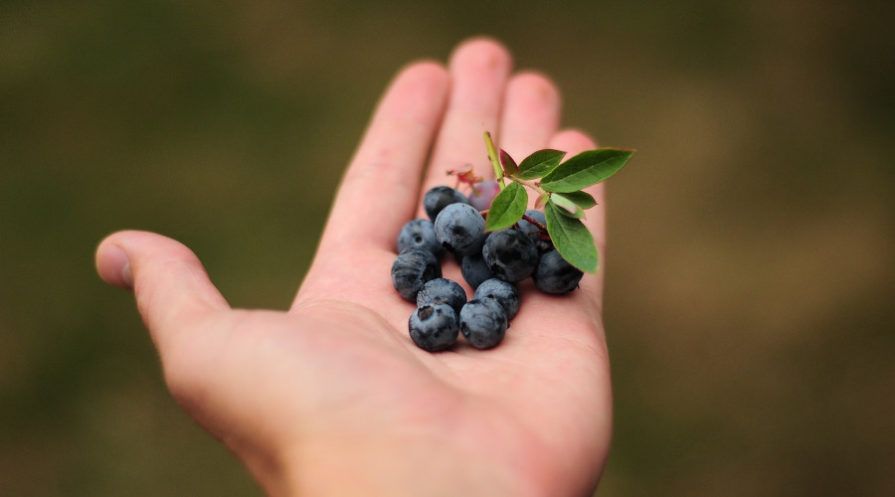 hand holding ripe blueberries just picked