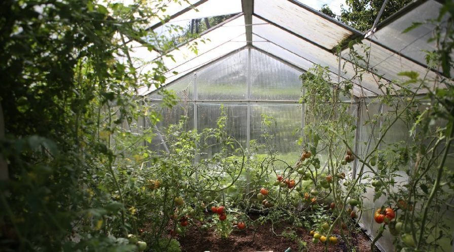 Polycarbonate greenhouse filled with tomato plants and others