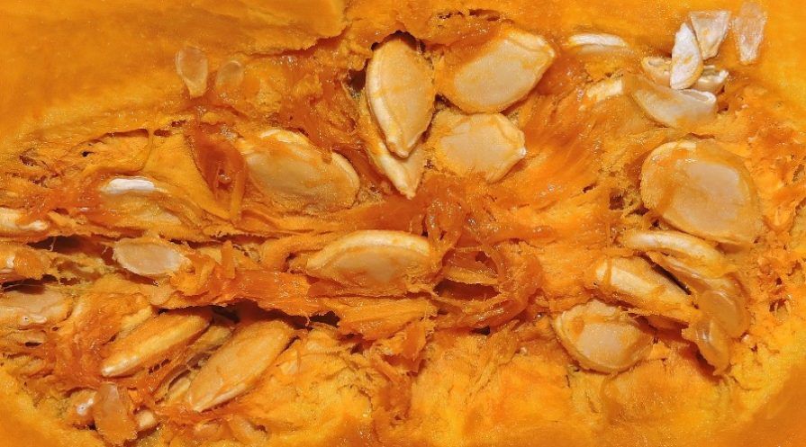 Pumpkin seeds up close inside a cooked pumpkin