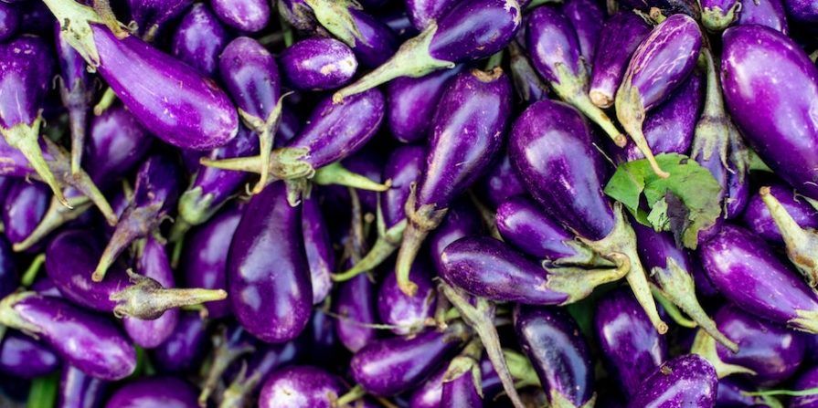 Many beautiful purple eggplants