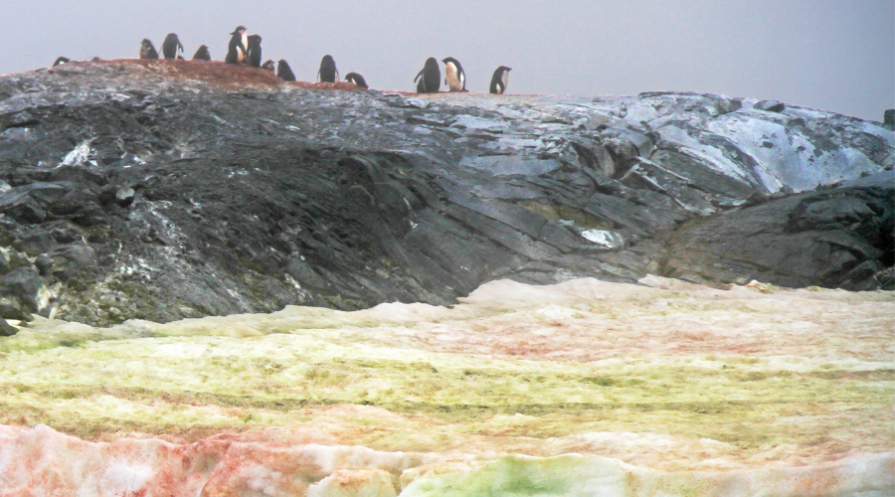 penguins on the colorful snow in Antarctica