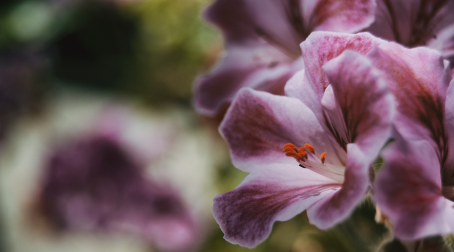 Lilac and Rose Flower of Pelargonium Peltatum